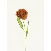Carnation Terracotta