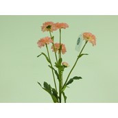 25" Mum Spray x5 Pink