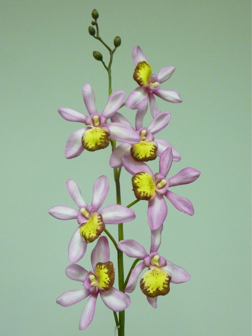82cm Epicattleya Pink
