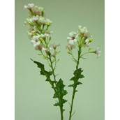 76cm Phlox Spray Pink