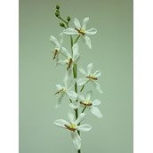 82cm Epicattleya Cream