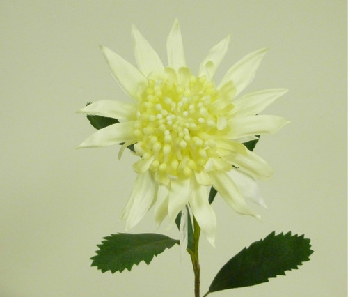 27" King Protea Cream