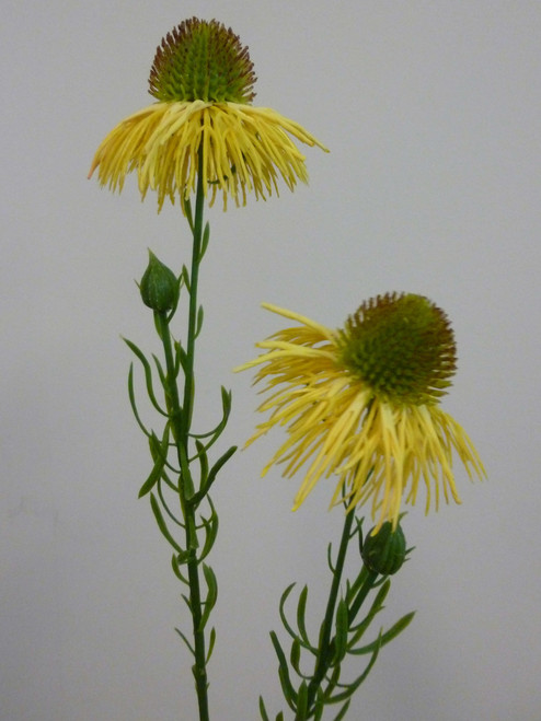 53cm Echinacea Spray Yellow