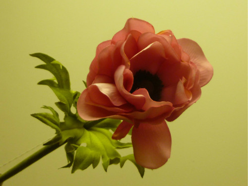 18" Anemone Pink