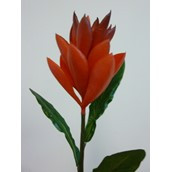 51cm Ginger Spray Burgundy