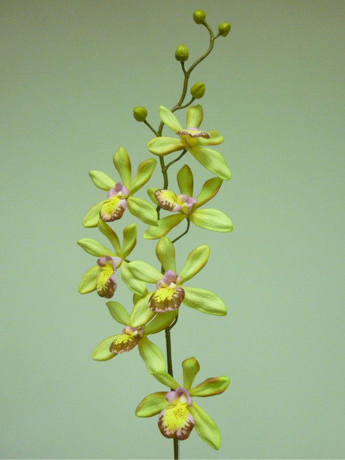 82cm Epicattleya Lt Green