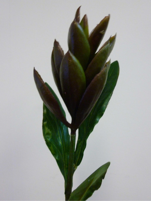 51cm Ginger Spray Brown