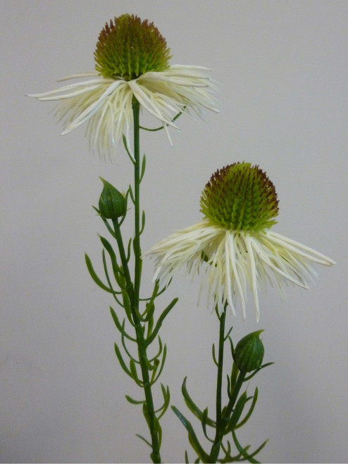 53cm Echinacea Spray Cream