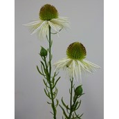 53cm Echinacea Spray Cream