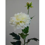 61cm Single Dahlia Cream
