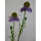 53cm Echinacea Spray Lavender