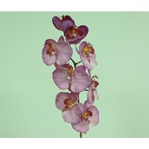 29.5" Phalaenopsis Hot Pink