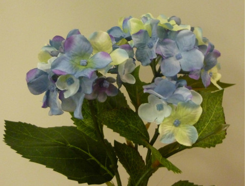 Hydrangea Bush Blue