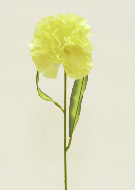 Carnation Yellow