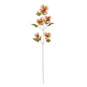 Caper Flower Orange 109cm