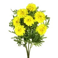 Marigold Bush Yellow