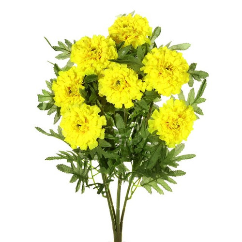 Marigold Bush Yellow
