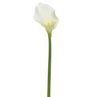 Calla Lily Cream Lrg Head 70Cm