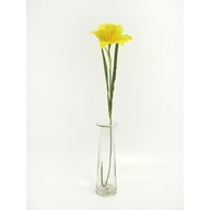 Daffodil