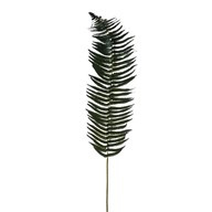 Leaf Lge Fern