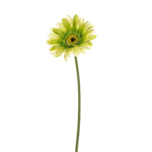 Gerbera Green