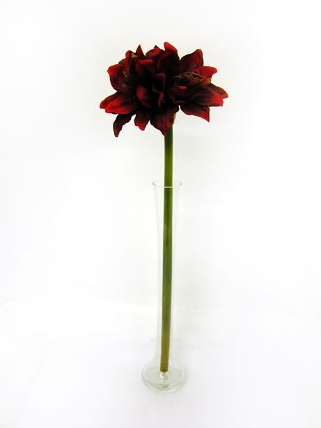 Amaryllis Red