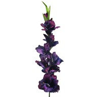 Gladiola Damson