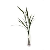 Meadow Cattail Spray
