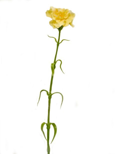 Carnation Yellow