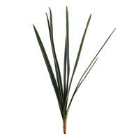 Orchid Leaves 71Cm