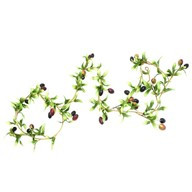 Garland Olives 172Cm