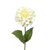 Zinnia Cream 46Cm