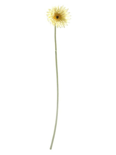 Gerbera Mini Cream 56Cm