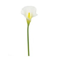 Calla Lily Cream Med Head 66Cm