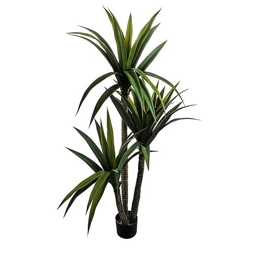 Potted Yucca Tree 160Cm