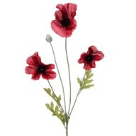 Poppy Flame Red