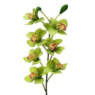 Orchid Cymbidium Lge Green