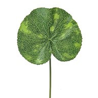 Leaf Lotus 33Cm