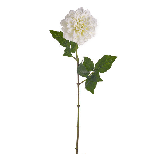 SORBET DAHLIA STEM CREAM 60CM