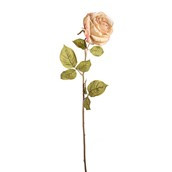 Artificial Etching Rose Stem Vintage Cream 64cm