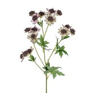 Meadow Astrantia Pink 66Cm