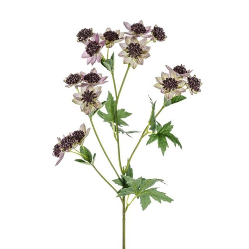 Meadow Astrantia Pink 66Cm