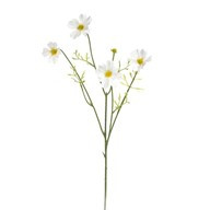 Cosmos Spray White 68Cm