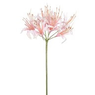 Dawn Nerine Pink 70Cm