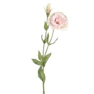 Dawn Lisianthus Pink 62Cm