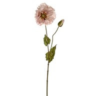 Pretty Poppy  Blush 67Cm