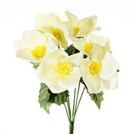 Xmas Rose Bush X 6 Cream