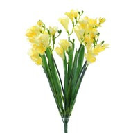 Freesia Bush X12 Yellow