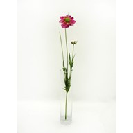 Scabiosa Spray Pink