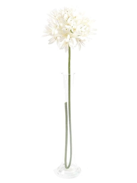 Agapanthus Cream 87Cm